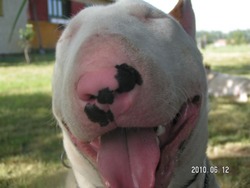 Hungarian Harlequin's Bullterrier Kennel