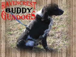 Havencrestgundogs.com