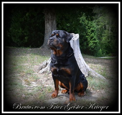 Black Jade Rottweilers