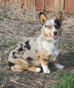 Augie & Corgis