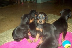 Bearcreekdobermans