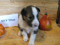 Mound Valley Farm Shelties