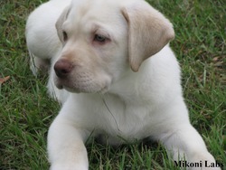 Mikoni Labradors