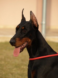 D. A. Dobermanns