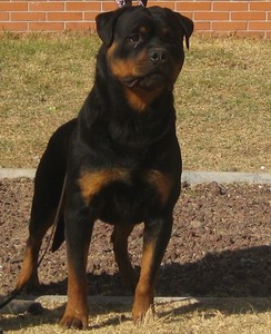 Vom Sudberg Haus Rottweilers