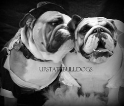 UpstateBulldogs