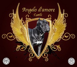 Angelo D'Amore