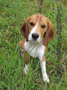 beagles reg dog beagle carolina south puplookup breeder breeders