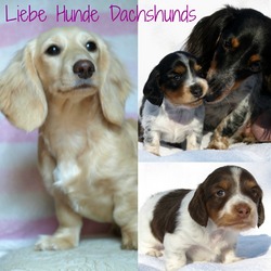 Liebe Hunde Dachshunds