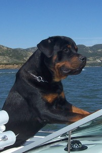 Von Der Indischen-See Rottweilers