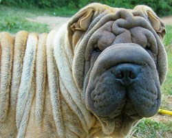 Southern Charm Shar-pei