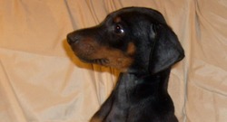 doberman breeder