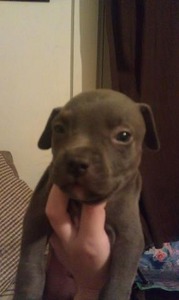 Blue Pits