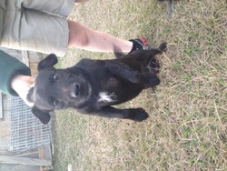 Pelucia Creek Patterdales
