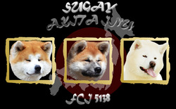 Sugay Akita Inu Kennel