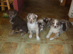 Wind Point Australian Shepherds