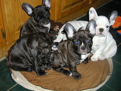 harpoo French bulldogs