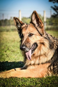 Adlershügelische Wache German Shepherd Kennel