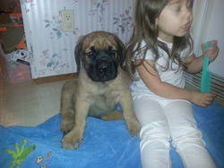 New Ulm Mastiffs