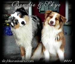 Sky Blue Aussies