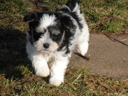 Weyforth's Havanese