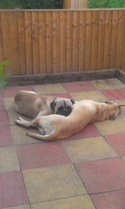 Bullmastiff Pups for sale