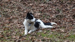 Away To Me Border Collies