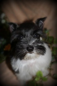 Coleman Ranch Schnauzers