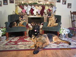 Tiltonhaus German Shepherds