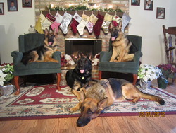 Tiltonhaus German Shepherds