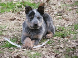 Sugar Creek Canines