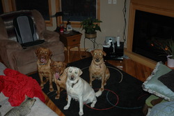 Tango's Red Labrador Retrievers