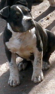 Mr Amstaffs
