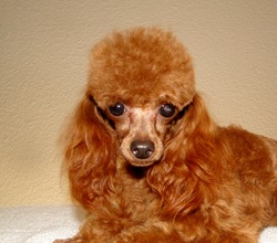 Redlands Poodles