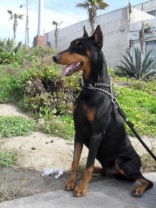 Victory Doberman Kennels