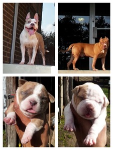 trillbluekennels