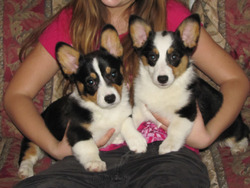 Cassy's Cuddly Corgis