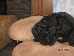 Toy Poodles in PA