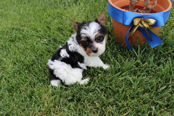 My Baby Yorkie Paws