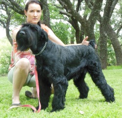 Chardy Giant Schnauzers