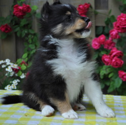 Fabina Shetland Sheepdogs