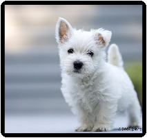 Highland Westies