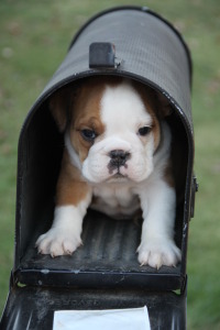 bulliebabiesbybeth