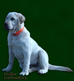 Miller Labradors