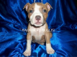 Balm Blvd Bullyz