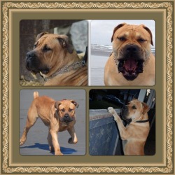 Evergreen Boerboels