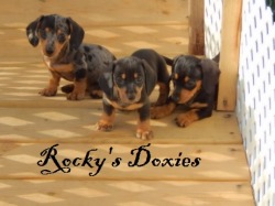 Rocky's Doxies
