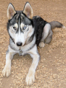 Jekota Huskyn (Husky)