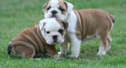 Linda Bully Puppies