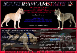 Southpaw Amstaffs